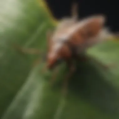 Close-up view of a common Hawaiian pest on a leaf