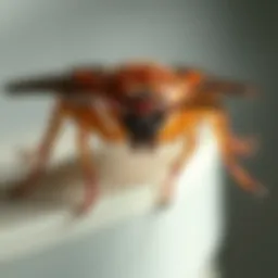 Common pests found in Palm Harbor, FL