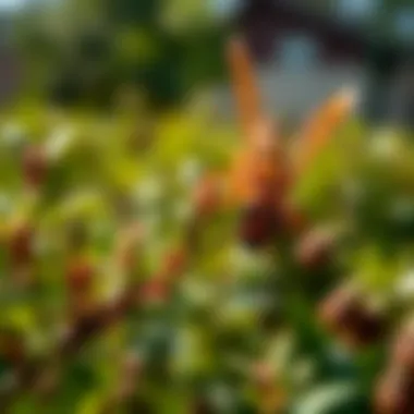 Natural Pest Control Methods Natural alternatives for pest control