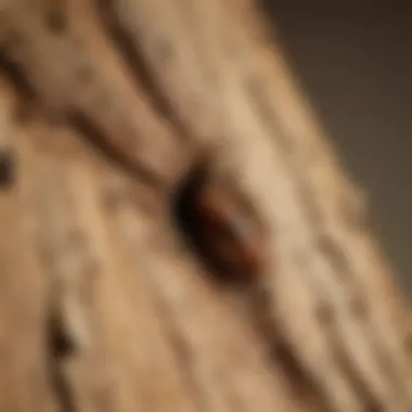 A close-up of a termite infestation in wood