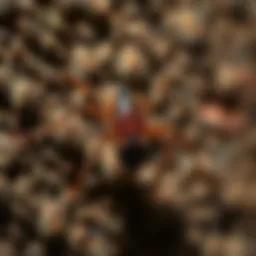 Common pests found in Kennesaw, GA