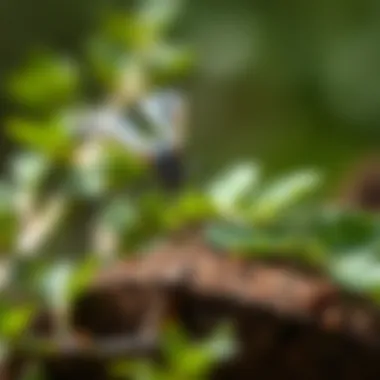 Natural Methods for Pest Prevention Natural pest prevention methods