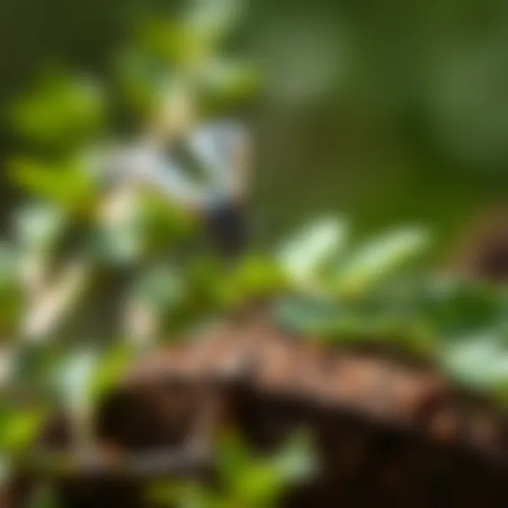 Natural Methods for Pest Prevention Natural pest prevention methods