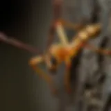 Common pests found in Kissimmee