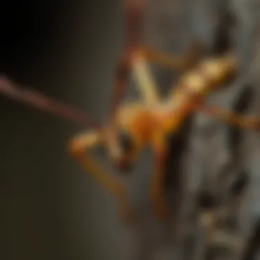 Common pests found in Kissimmee