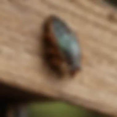 Innovative Pest Prevention Techniques Innovative pest prevention techniques for homeowners