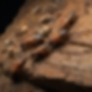 Common Pests in Philadelphia, MS Common pests found in Philadelphia, MS, including termites and roaches