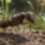Ants in a garden setting