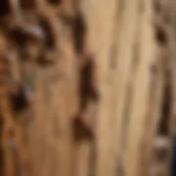 Close-up of a termite infestation in wood