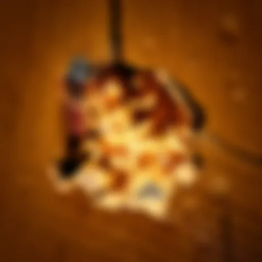 Close-up view of termite damage in wood