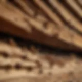 Close-up view of termites damaging wooden structure