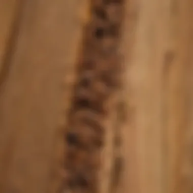 Close-up of a termite infestation in wooden structures