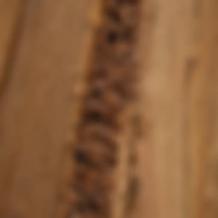 Close-up of a termite infestation in wooden structures