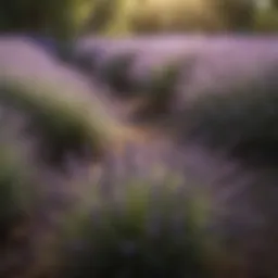 A lush garden featuring lavender plants that repel snakes