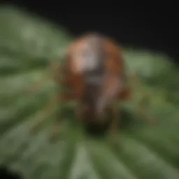 Close-up of a stink bug on a plant leaf
