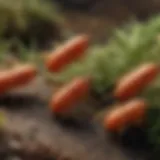 Close-up view of chigger mites in their natural habitat