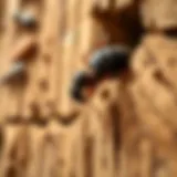 Close-up of a termite inspection revealing potential risks in a wooden structure
