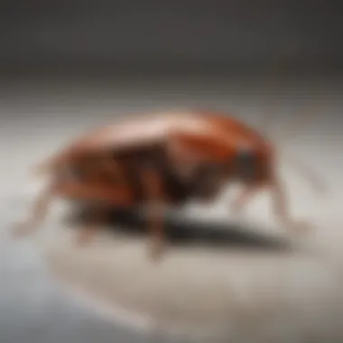 Close-up view of a cockroach on a surface