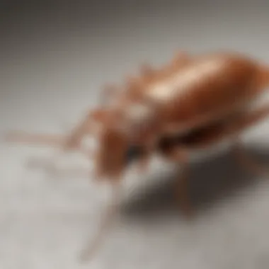 Safety Guidelines for Using Bed Bug Spray Safety precautions and guidelines displayed visually