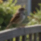A close-up of a sparrow perched on a garden fence