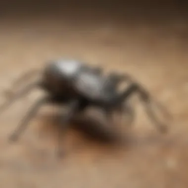 Close-up of a spider beetle on a surface