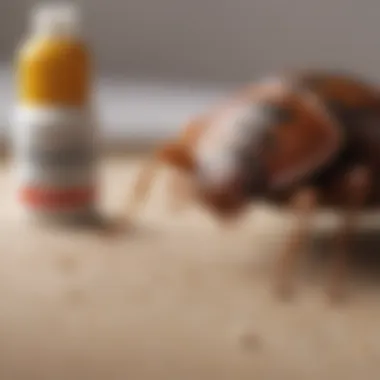 Visual comparison of DIY vs professional bed bug treatments