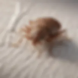 Close-up of a bed bug on a mattress