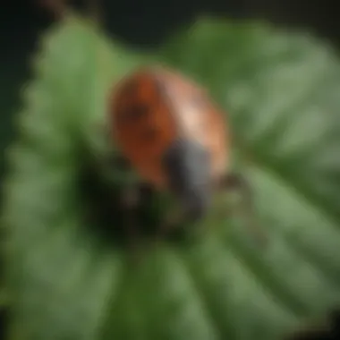 Illustration of a stink bug on a plant leaf