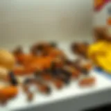 Close-up of common food pantry pests