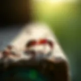 Strategies for Keeping Ants Out of Your Home Introduction