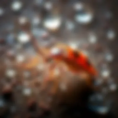 Controlling Moisture Levels to Deter Water Bugs Moisture reduction techniques in home environments