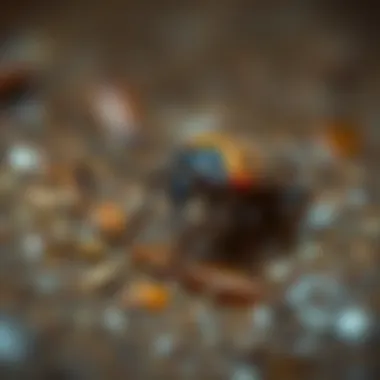 When to Seek Professional Pest Control for Water Bugs Professional pest control intervention for severe infestations