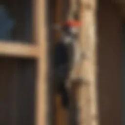 Woodpecker perched on the side of a house