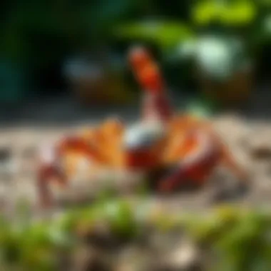 Strategies for Safely Removing a Scorpion from Your Home Summary Strategies for Safely Removing a Scorpion from Your Home Summary