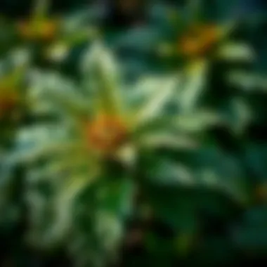 Effective Repellent Plant for Possums Close-up of a possum repellent plant