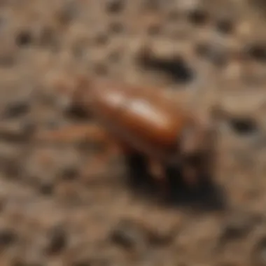 A close-up of common pests found in Surf City