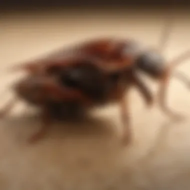 Cockroach Behavior Under Control Cockroaches in a controlled environment