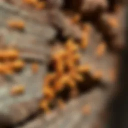 Termite damage in wooden structures