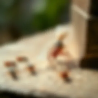 Common Household Pests Targeted by Terminix Visual representation of common household pests