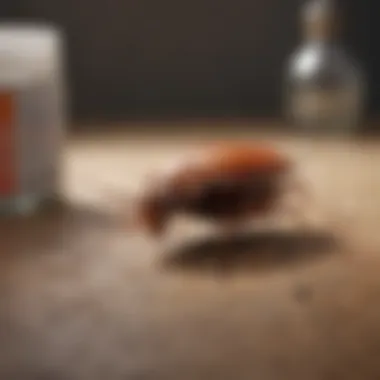 Prevention Strategies Against Cockroaches Illustration of cockroach prevention methods