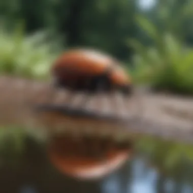 Using Synthetic Repellents Safely and Effectively Application of synthetic woodtick repellent