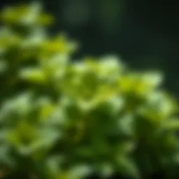 Fresh mint leaves showcasing their vibrant green color