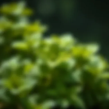 Fresh mint leaves showcasing their vibrant green color