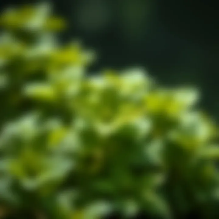 Fresh mint leaves showcasing their vibrant green color