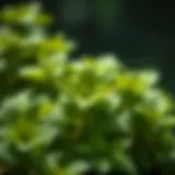 Vibrant Fresh Mint Leaves Fresh mint leaves showcasing their vibrant green color