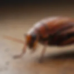 Close-up view of a German cockroach showcasing its wings