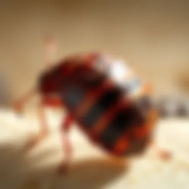 Mechanisms Behind Bed Bug Survival Mechanisms of bed bug survival