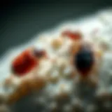 Thermal resistance of bed bugs