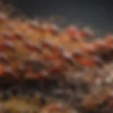 Close-up of a fire ant colony