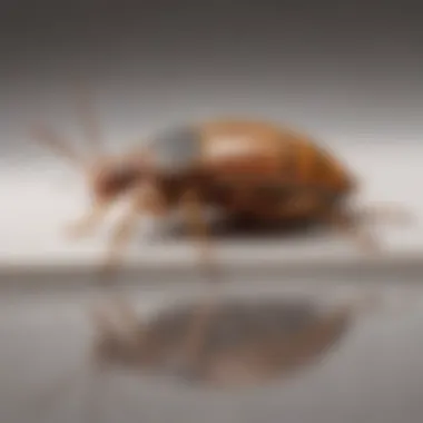 Comparison with Other Pest Control Solutions Comparison of Advion Bed Bug Killer with other pest control products